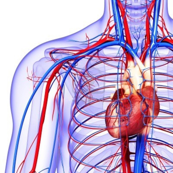 Cardiovascular system